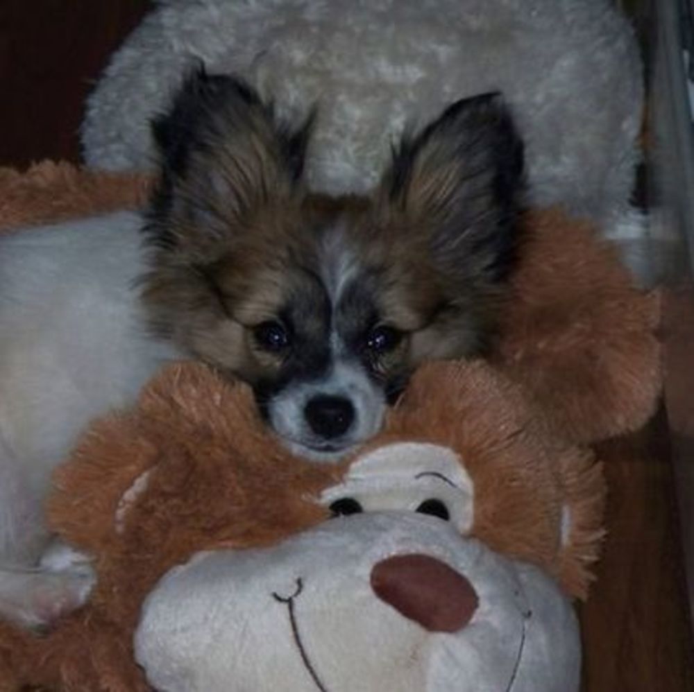 Meet your Posher, Nancy